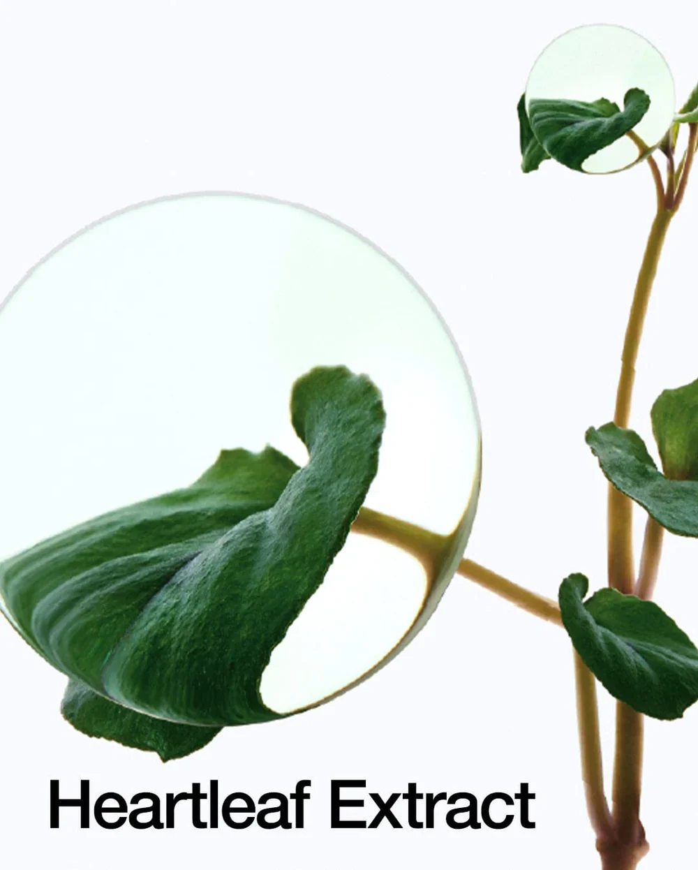 Anua Heartleaf 70% Intense Calming Cream - Image 3