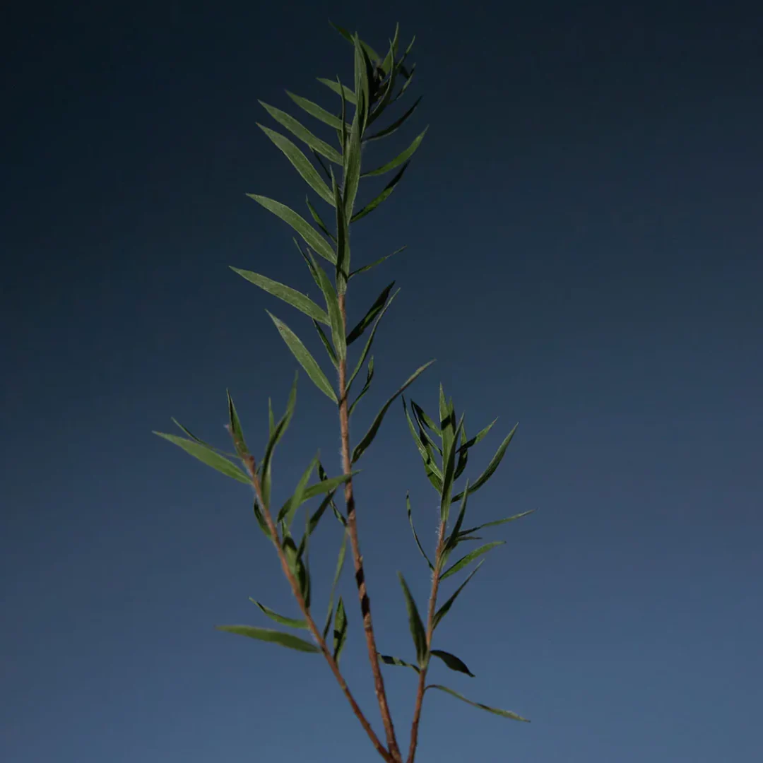 AROMATICA Tea Tree Purifying Tonic - Image 3