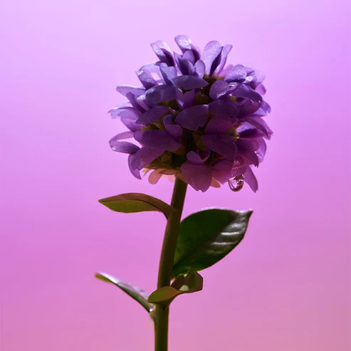 Eqqualberry Bakuchiol Plumping Serum - Image 4