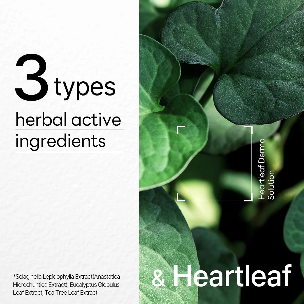 Mediheal Heartleaf Dermaplus Mask - Image 4